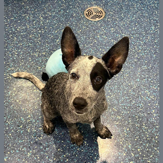 Photo of Gracie