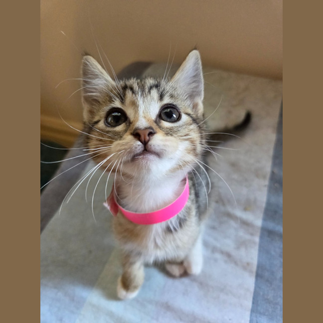 Photo of Althea