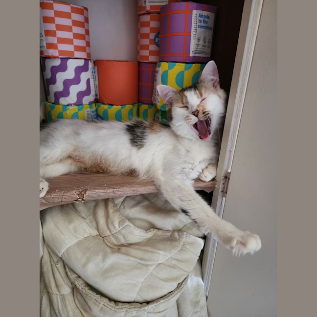 Photo of Coco