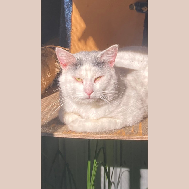 Photo of Bosco
