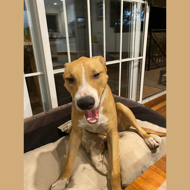 Photo of Chase 