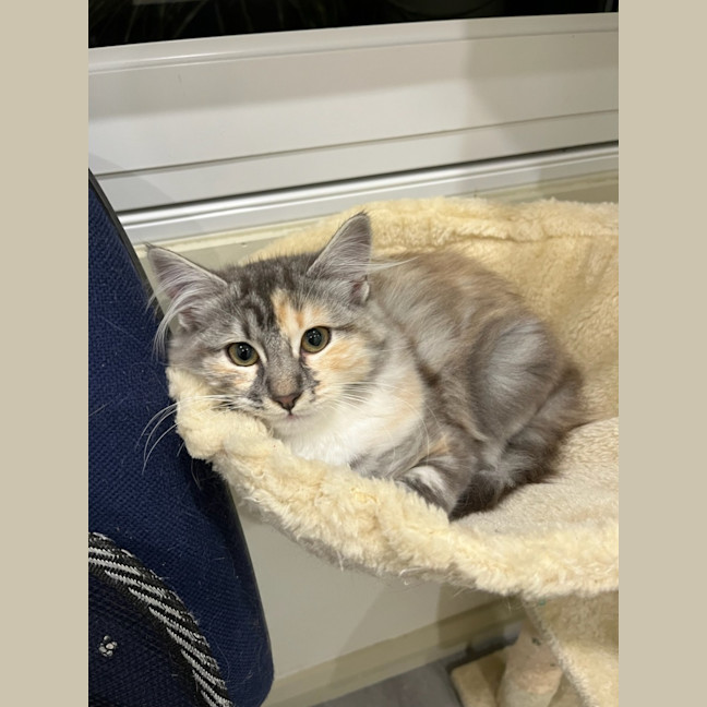 Photo of Cinnamon