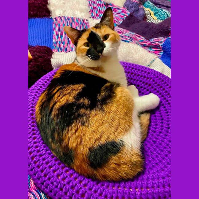 Photo of Clover 