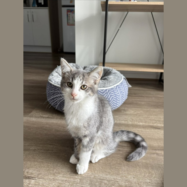 Photo of Patches *9 Lives Project Rescue*