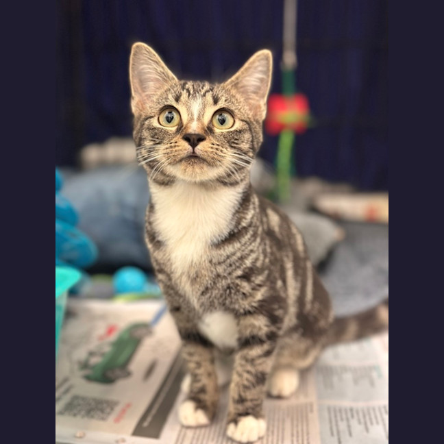 Photo of Pippin