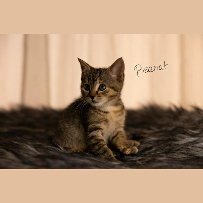Photo of Peanut 🥜
