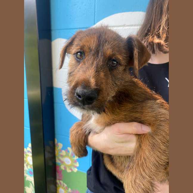 Photo of D1136 Jasper