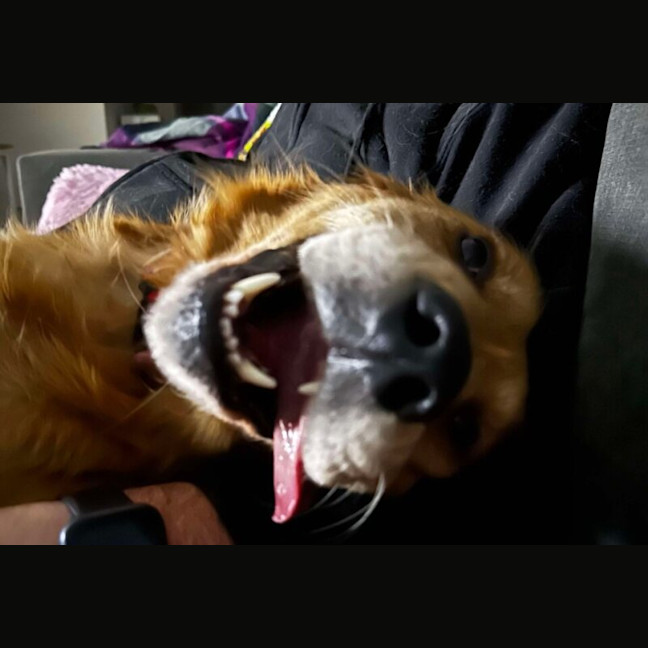Photo of Missy