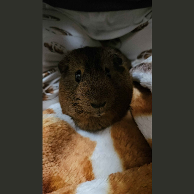 Photo of Pepper