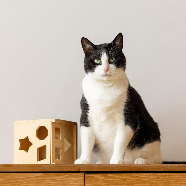 Photo of Sylvester   In Foster Care In Collingwood