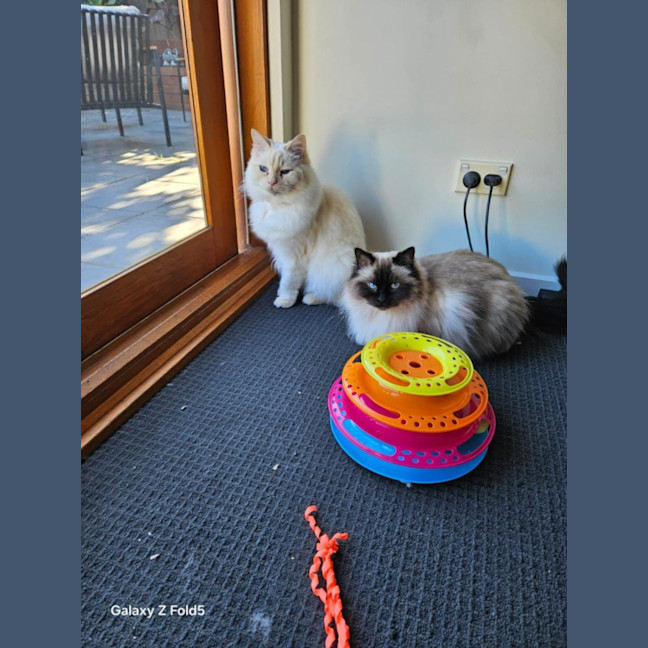 Photo of Bobby & Brown *9 Lives Project Rescue*