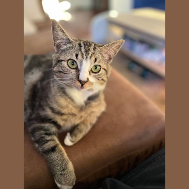 Photo of Pepe Le Pew**2nd Chance Cat Rescue**