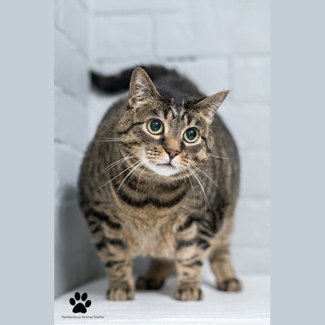 Photo of Turbo