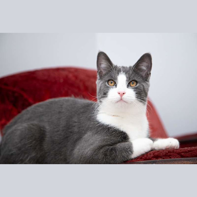 Photo of Pinot