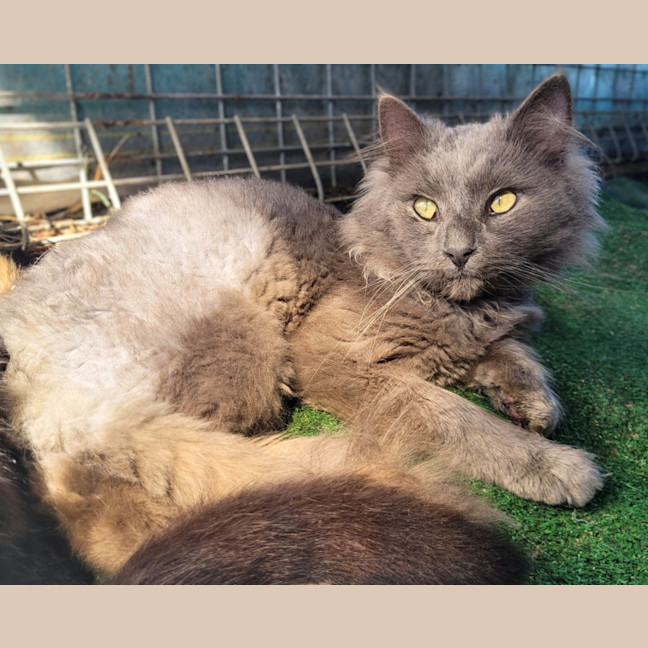 Photo of Phoenix 🔥 