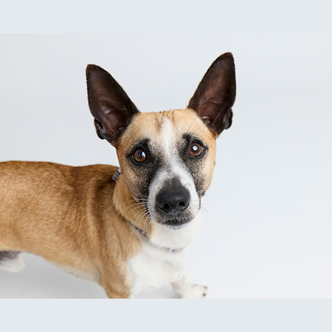 Photo of Arlo