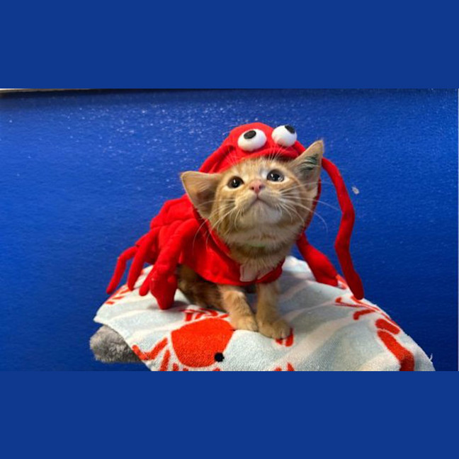 Photo of Lobster