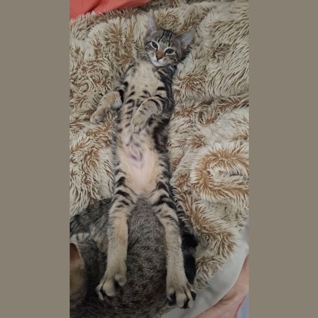 Photo of Nutmeg