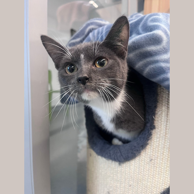 Photo of Catboy
