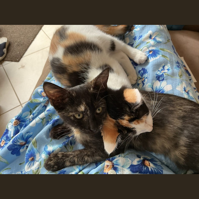 Photo of Noodles And Rose