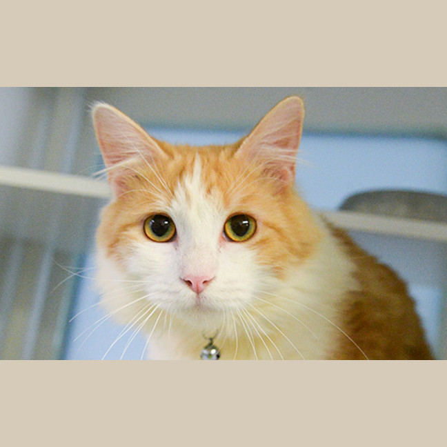 Photo of Toby