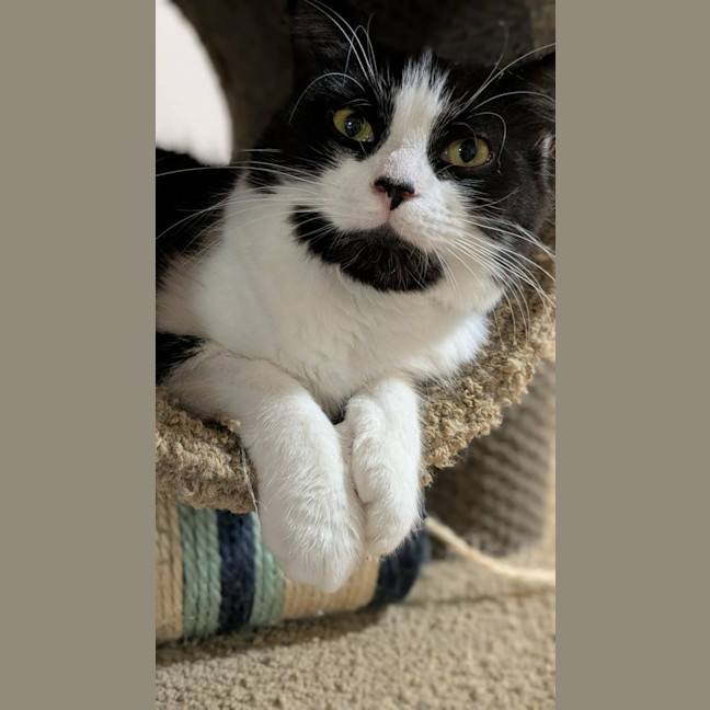 Photo of Gidget 