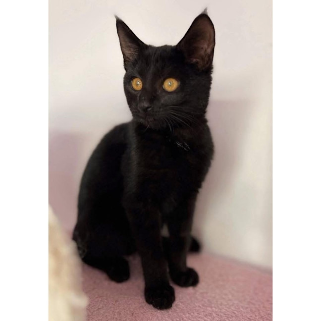 Photo of 12435   Waru