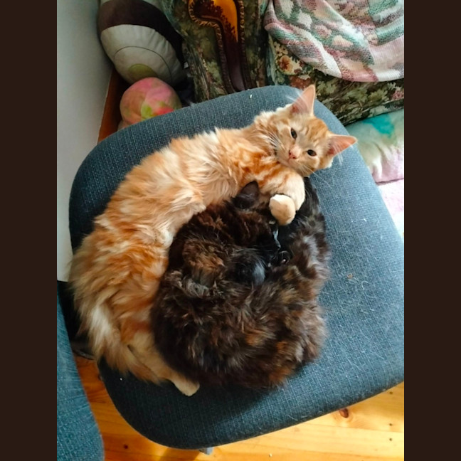 Photo of Paprika