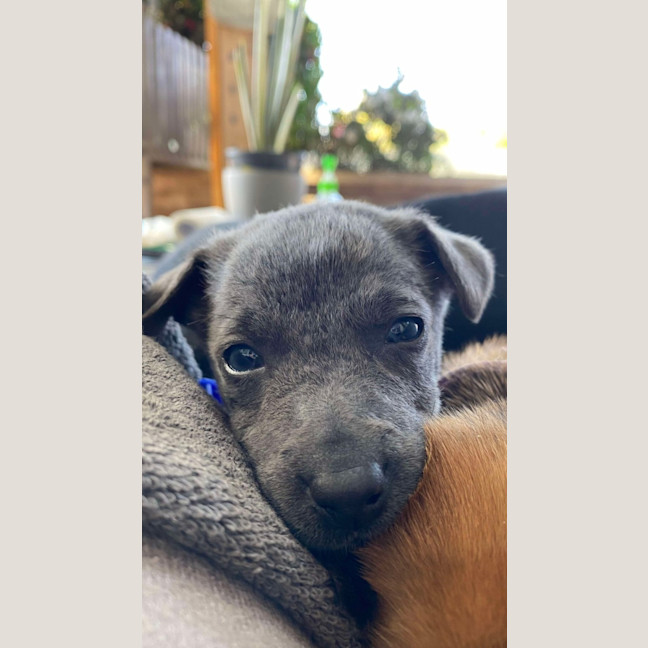 Photo of Salt   8 Week Old Kelpie X (Hold)