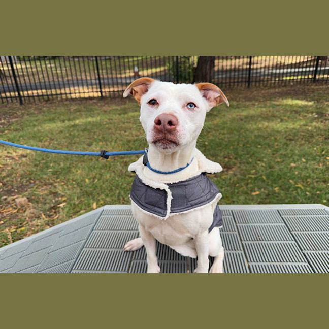 Photo of Rex