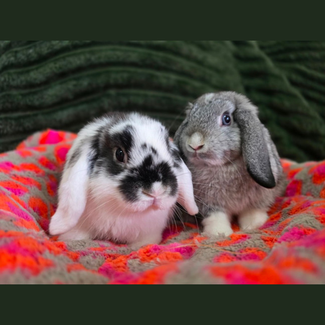 Photo of Puddles & Nimbus (Located In Wantirna South)