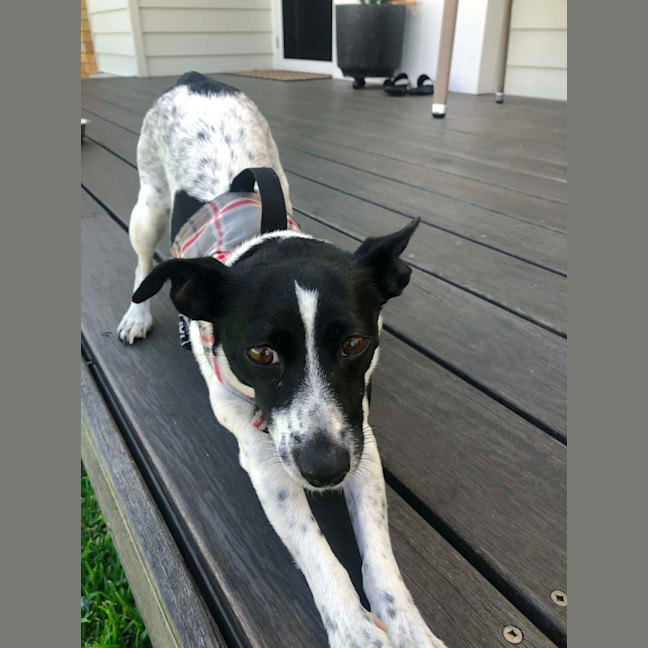 Photo of Bindi   5 Year Old Fox Terrier