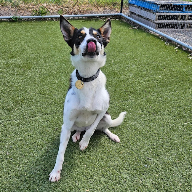 Photo of Roo