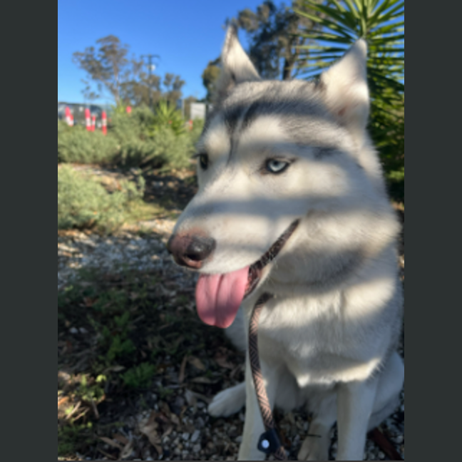 Photo of Winter Willow