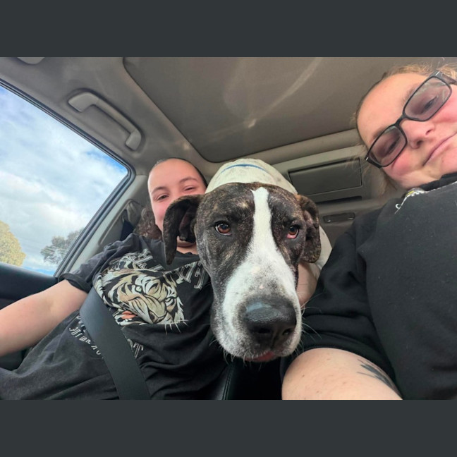 Photo of Scooby