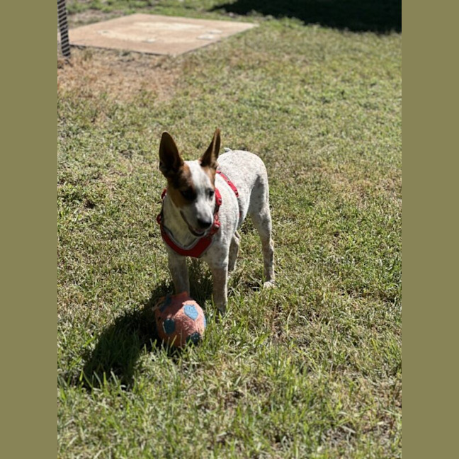 Photo of Darcy