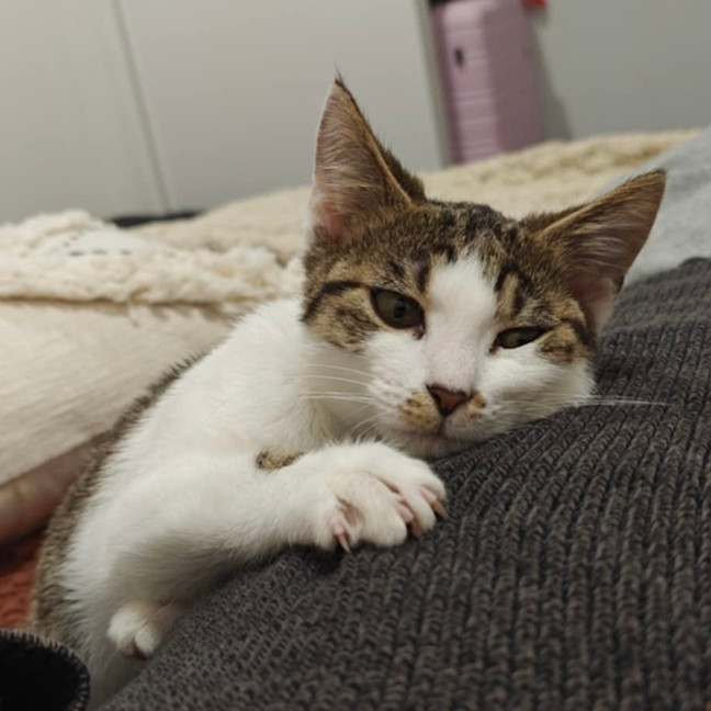 Photo of Milo