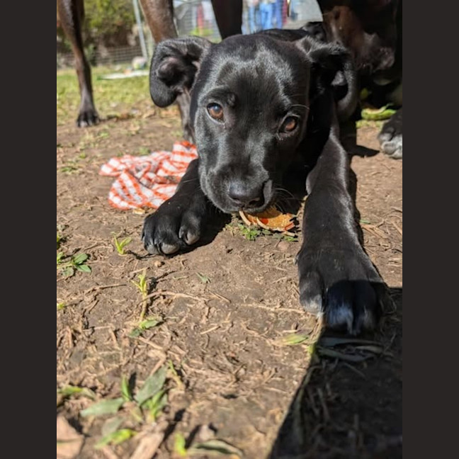 Photo of Echo