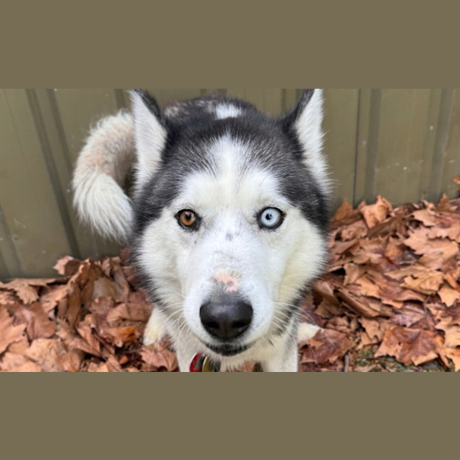 Photo of Max