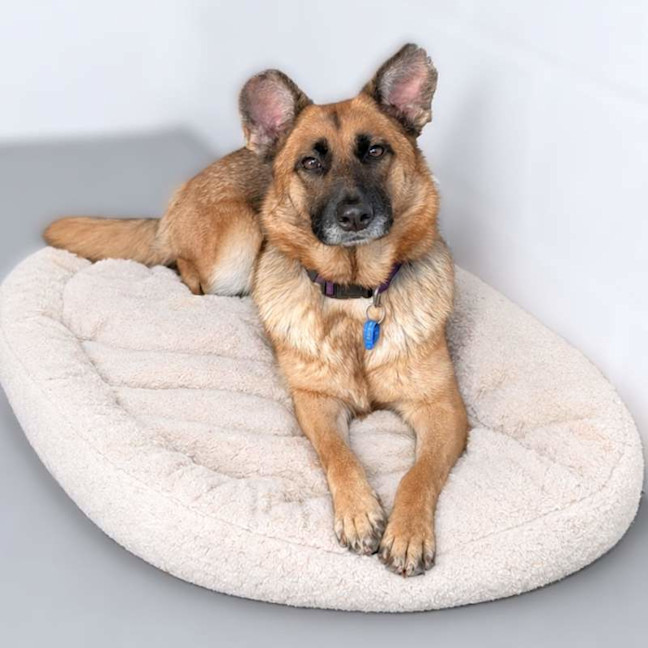 Photo of Harlow