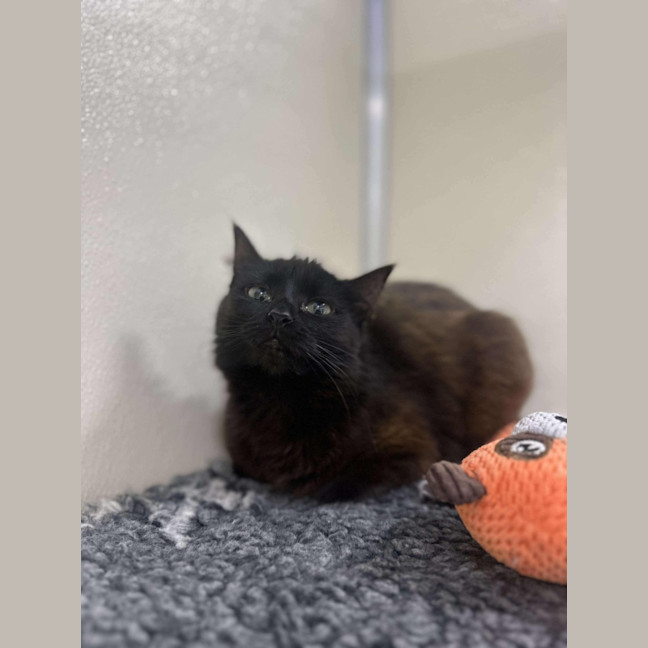 Photo of 🌱 Petunia 5628 🌱