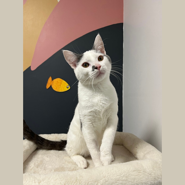 Photo of Steve Buscemi