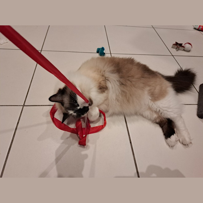 Photo of Smokey