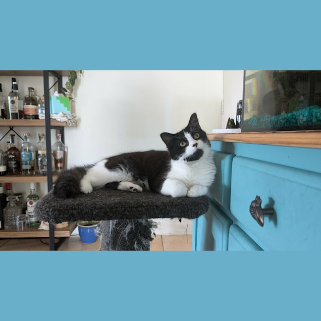 Photo of Gidget 