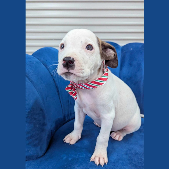 Photo of Jabba The Mutt