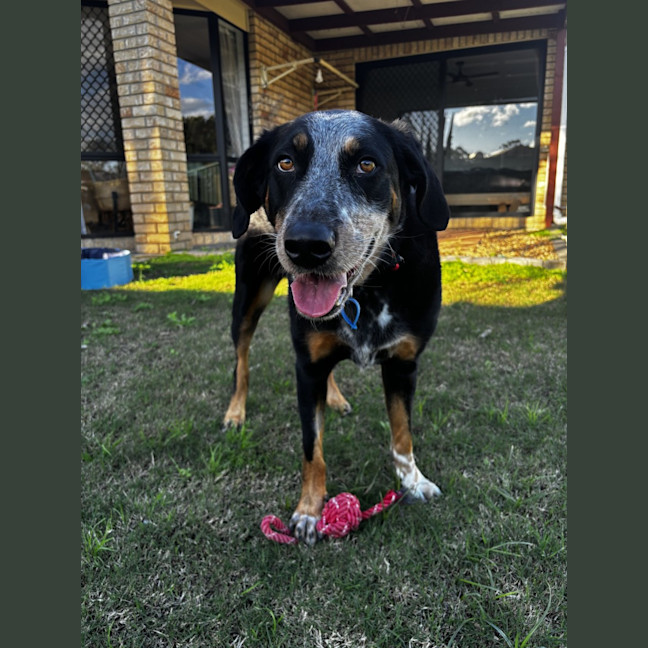 Photo of Luxi *$250 Adoption Fee*