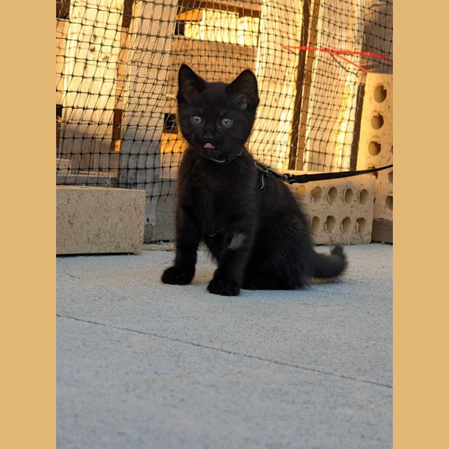 Photo of Echo / Rahu