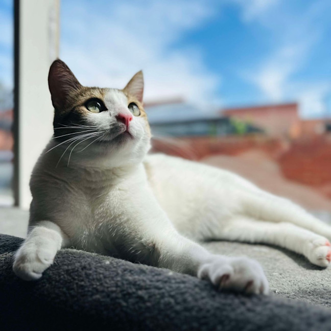 Photo of Buzz   Located In Brunswick East 