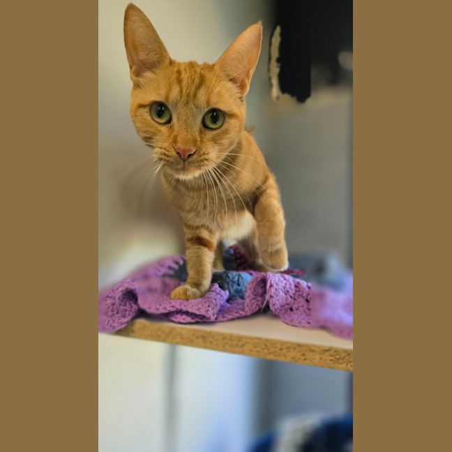 Photo of Moirai
