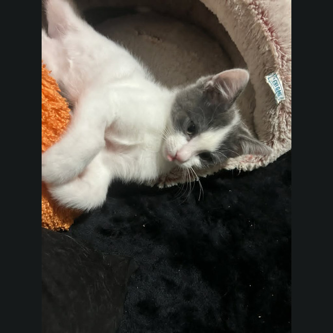 Photo of Cosmo